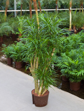 Dracaena Anita verzweigt 