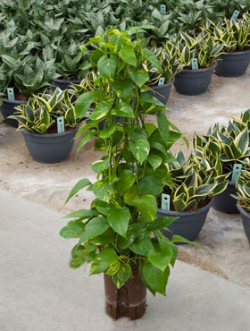 Epipremnum aurea Säule