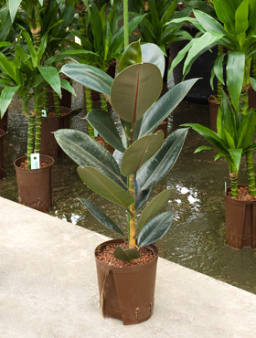 Ficus elastica Abidjan