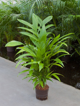 Areca (Chrysalidocarpus) triandra