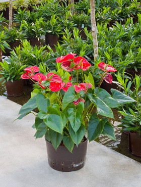 Anthurium Sierra