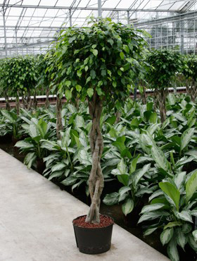 Ficus benjamina geflochten