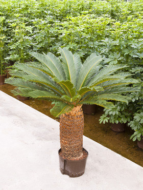 Cycas revoluta Stamm