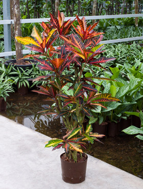 Codiaeum Fantasy verzweigt