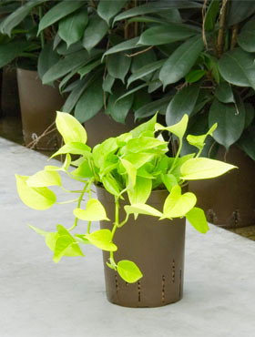 Epipremnum Green Pathos