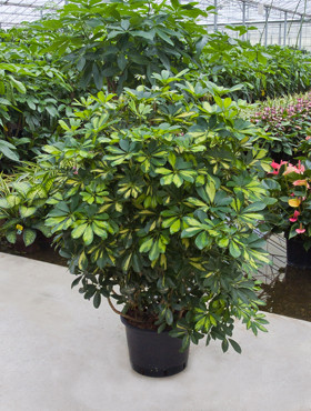 Schefflera Gold Capella Busch