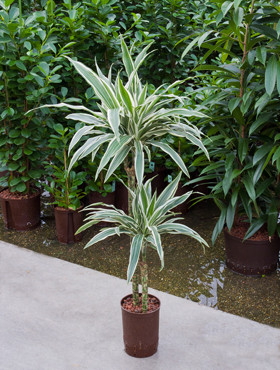 Dracaena White stripe 60 30cm