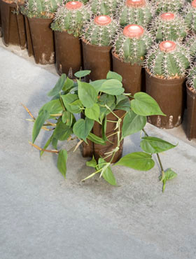 Philodendron scandens