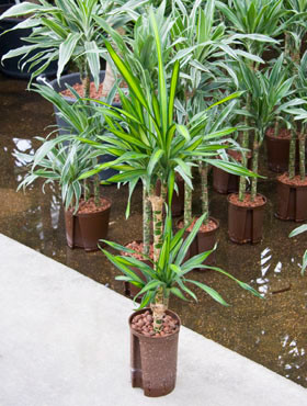 Dracaena riki