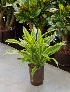 Dracaena Lemone Lime Kopf 2pp