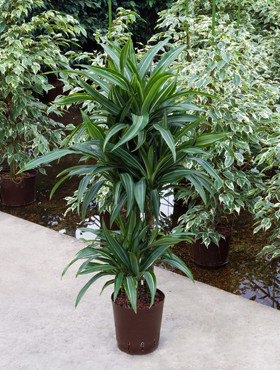 Dracaena Ulises Carrousel
