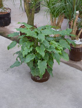 Philodendron xanadu