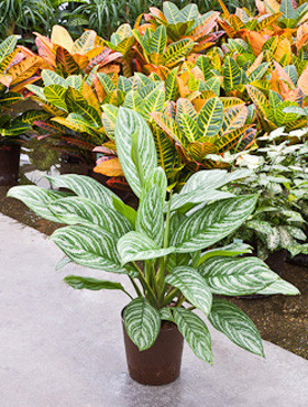Aglaonema Stripe