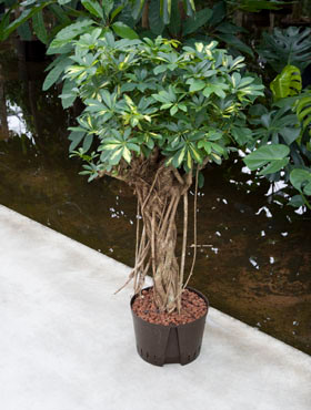 Schefflera Gold Capella Stamm extra