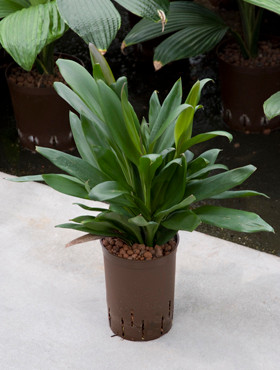Cordyline glauca 2pp