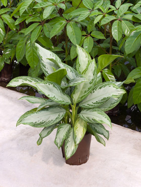 Aglaonema Silber Bay