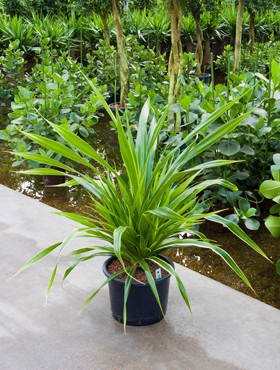 Pandanus veitchii