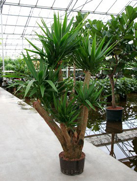 Yucca elephantipes verzweigt