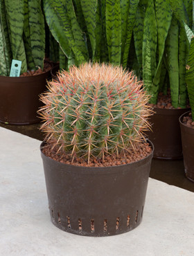Ferrocactus stainesii