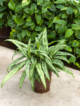Aglaonema Cutlass
