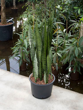Sansevieria Silver Queen