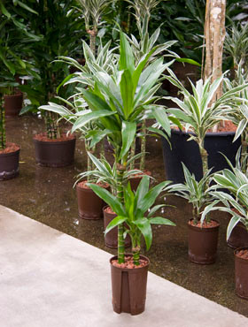 Dracaena Janet Craigh 45 15cm