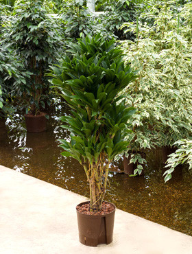 Dracaena compacta verzweigt