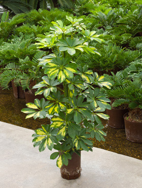 Schefflera Gold Capella