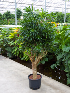 Dracaena reflexa verzweigt