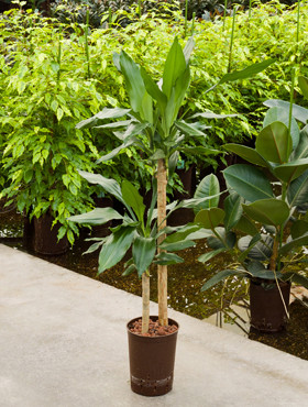 Dracaene fragrans 60 30cm