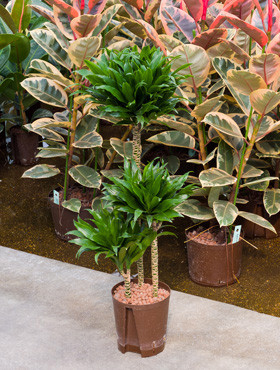 Dracaena compacta 60 30 15cm