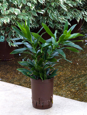 Dracaena reflexa 2pp
