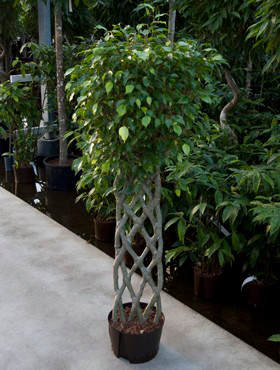 Ficus benjamina Band geflochten