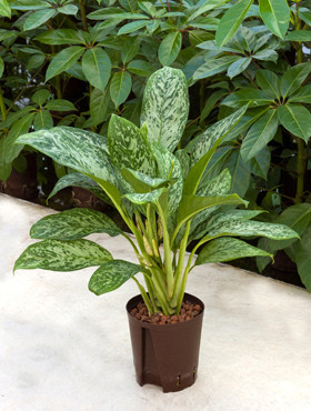 Aglaonema Green Light