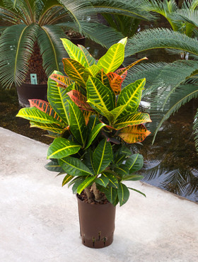 Codiaeum Petra verzweigt