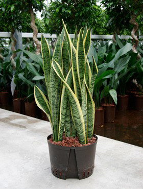 Sansevieria laurentii