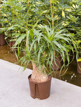 Beaucarnea Stamm verzweigt