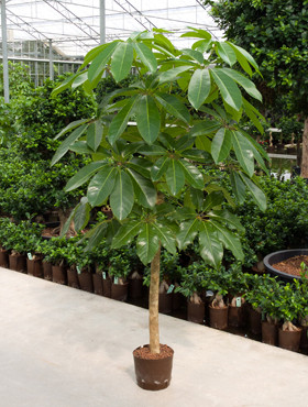 Schefflera amathe Stamm