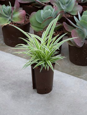 Chlorophytum comosum Ocean