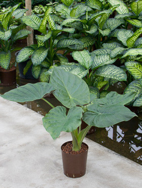 Alocasia Wentii