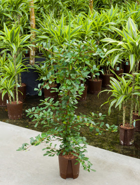 Ficus lingua