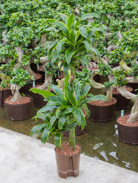 Dracaena dorado 60 30 15cm