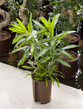 Dracaena reflexa Song of Jamaica 2pp