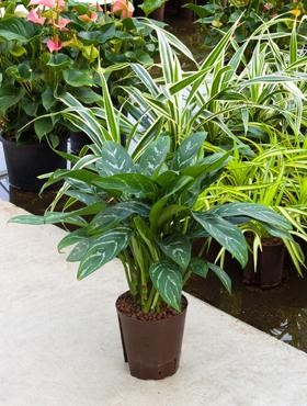 Aglaonema freedman