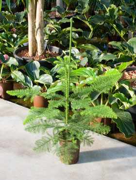 Araucaria heterophylla