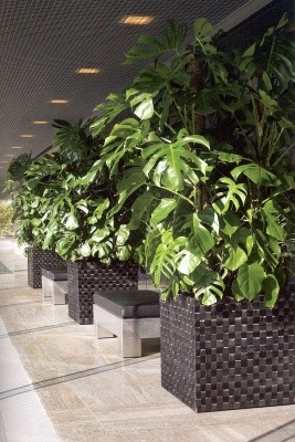 Banana Schwarz Nieuwkoop