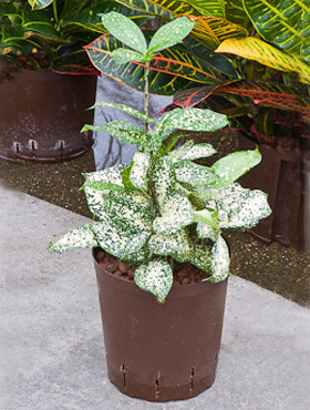 Dracaena godseffiana