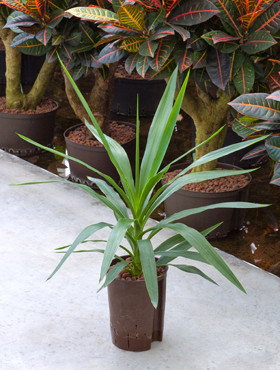 Yucca elephantipes Kopf