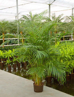 Areca (Chrysalidocarpus) lutescens