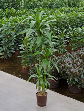 Dracaena Lisa 90 60 30cm